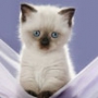 Оригинальная картинка для аватарки из категории Коты и кошки #3428