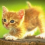 Крута картинка для аватарки из категории Коти та кішки #3444
