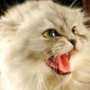 Гарна картинка для аватарки из категории Коти та кішки #3478