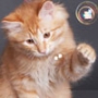 Гарна картинка для аватарки из категории Коти та кішки #3500