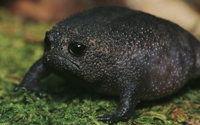 Самая грустная лягушка в мире покоряет сеть. Она похожа на авокадо и пищит как игрушка (2)