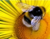 Пчеловод делится опытом (2 часть)