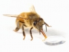 Как сделать поилку для пчел?