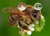 Пчёлы и вода
