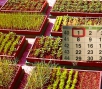 Народный календарь огородника